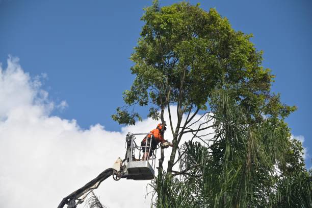 Best Firewood Processing and Delivery  in Moundsville, WV